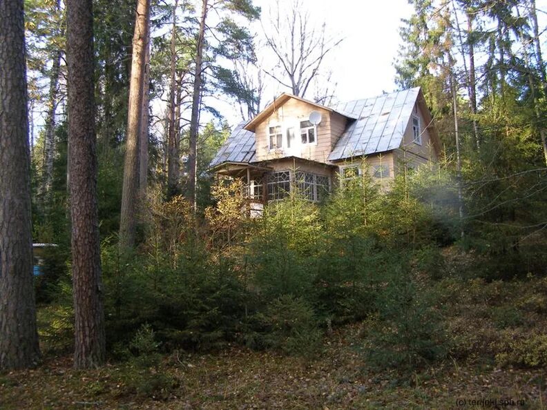 ушково ленинградская область здравница лесная. детский пляж в ушково. пос серово приморское шоссе. прогулка по ушково. ушково зеленогорск.