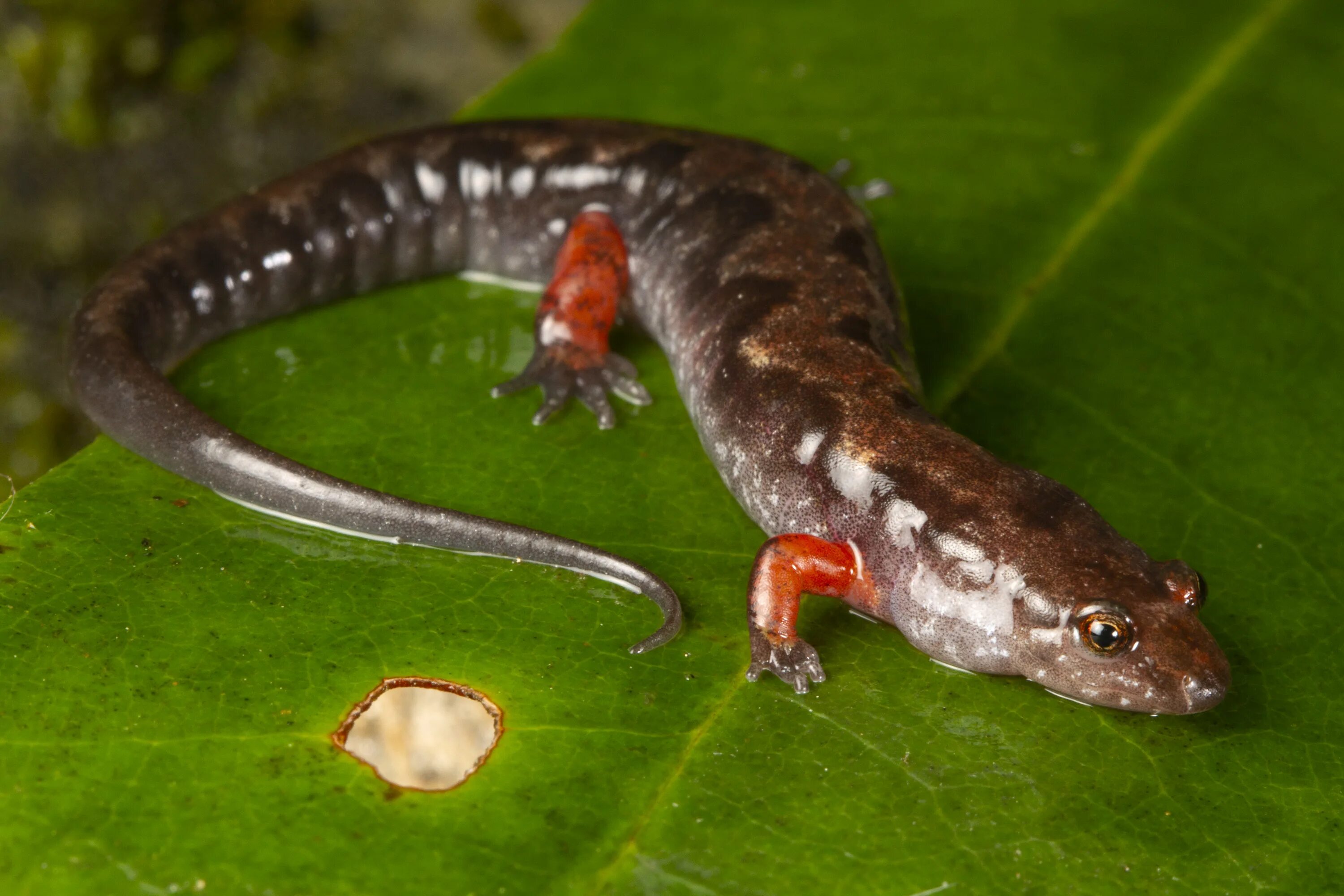 Очковая саламандра. Саламандра Бали. Саламандра ест насекомых. Китайская Пещерная саламандра. Окое