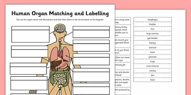 Human matching. Human Organs Worksheet. Organs Worksheet. Internal Organs Worksheets. Human Organ matching and labelling Twinkl.