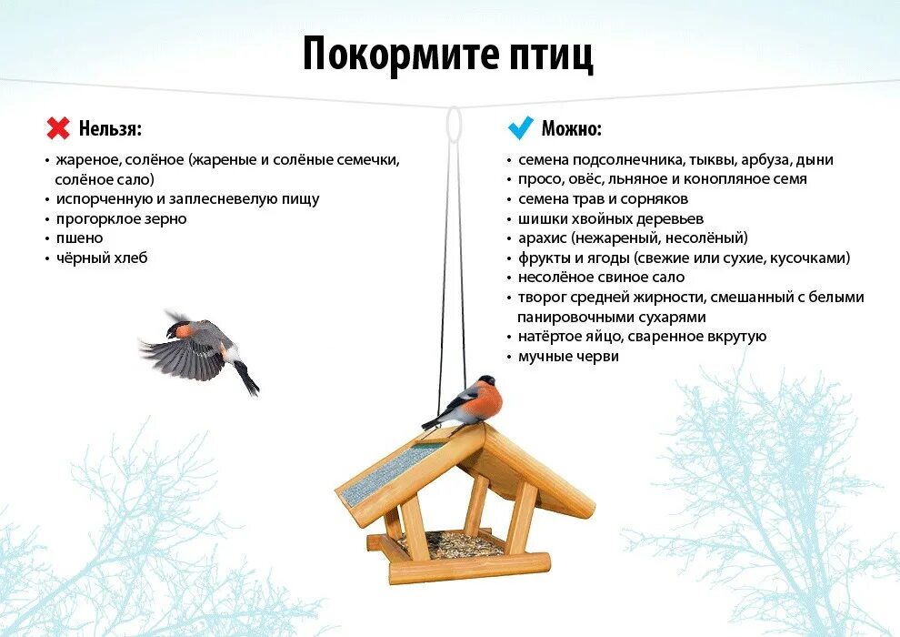 Что давать птицам зимой. Как кормить зимующих птиц для детей. правила кормления зимующих птиц для детей. зимующие птицы на кормушке. акция покормите птиц зимой.