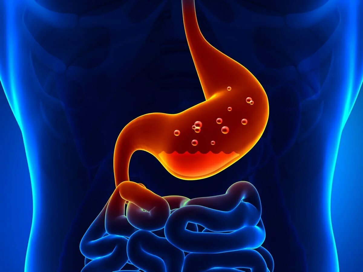желудочно кишечный тракт. желудочно-кишечный тракт состоит из. тема желудочно кишечный тракт. строение желудка и тонкого кишечника. желудочно кишечный тракт.