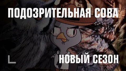 Видео подозрительные совы