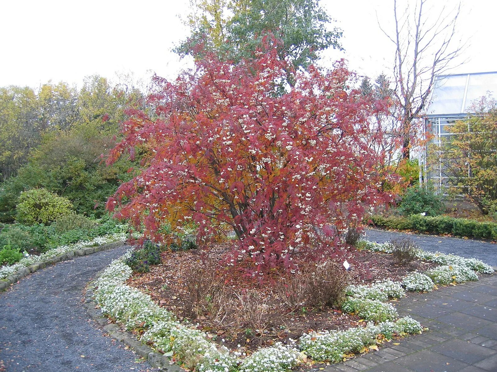 Autumn leaves of Acer palmatum 'Trompenburg' are quickly falling Autumn garden, 