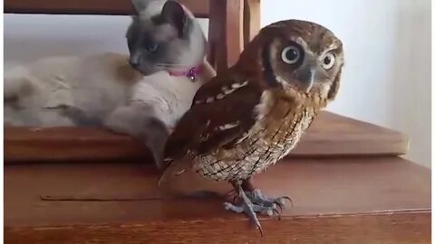 Показать видео совы
