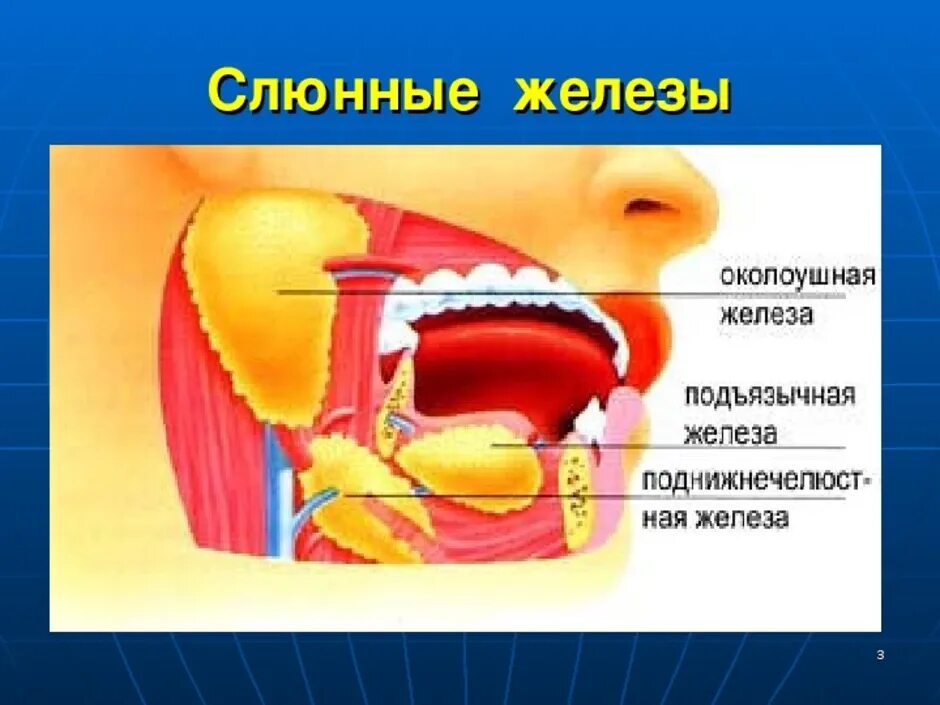К слюнным железам относят