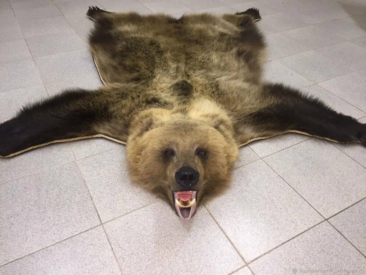 Медведь ковров. Медведь ковров. Медведь ковров. Ковер из медведя. Ковер из шкуры медведя.