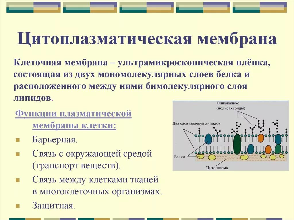 Наружная клеточная мембрана и цитоплазматическая мембрана. Строение наружной цитоплазматической мембраны. Цитоплазматическая мембрана строение и функции. Строение цитоплазматической мембраны и их функции. Строение и функции плазматической