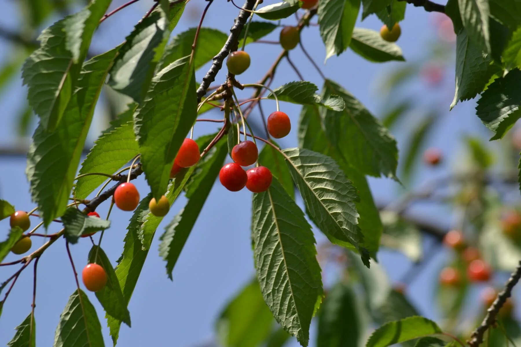 Prunus перевод. Prunus avium листья. Вишня Птичья Prunus avium. Деревья рода Prunus. Prunus fruticosa Pall осенью.