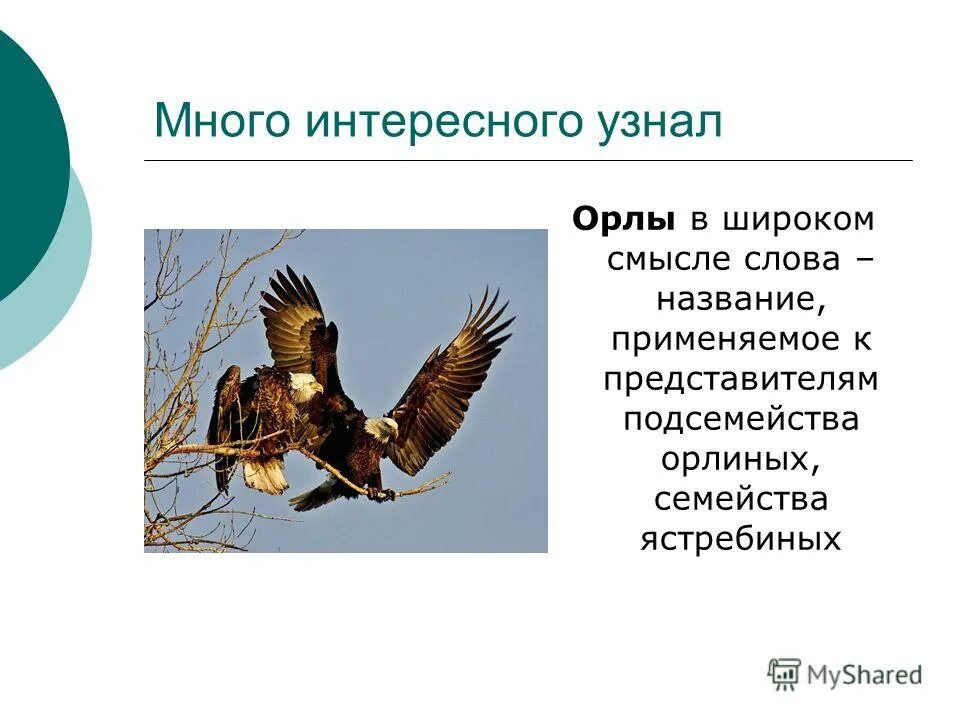 Орел работа на личном. Орел работа на личном