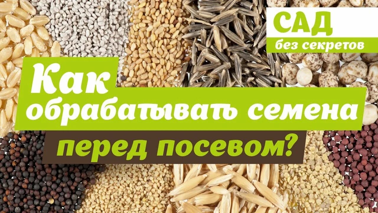 Чем обработать землю перед посевом семян. Обработка семян перед посевом. семена сельскохозяйственных культур. хранение протравленных семян. протравливание семян огурца.