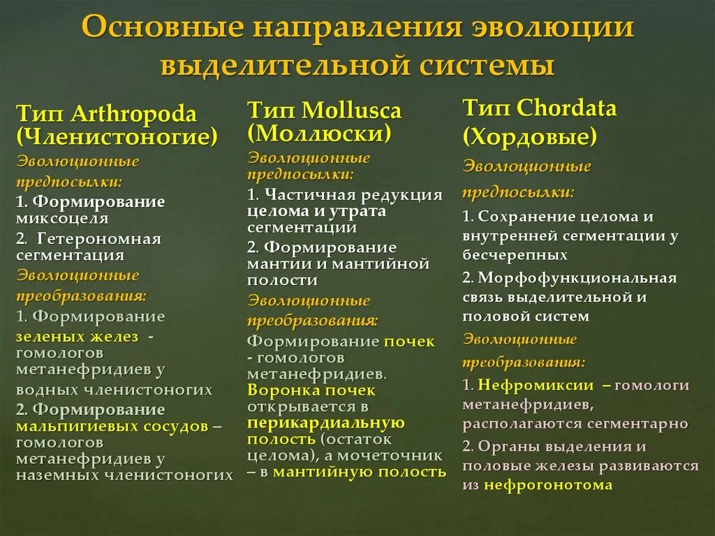 Таблица эволюционные преобразования. Эволюционные преобразования выделительной системы. Основные направления эволюции нервной системы (типы Arthropoda. Эволюция мочевыделительной системы таблица. Эволюция выделительной системы таблица.