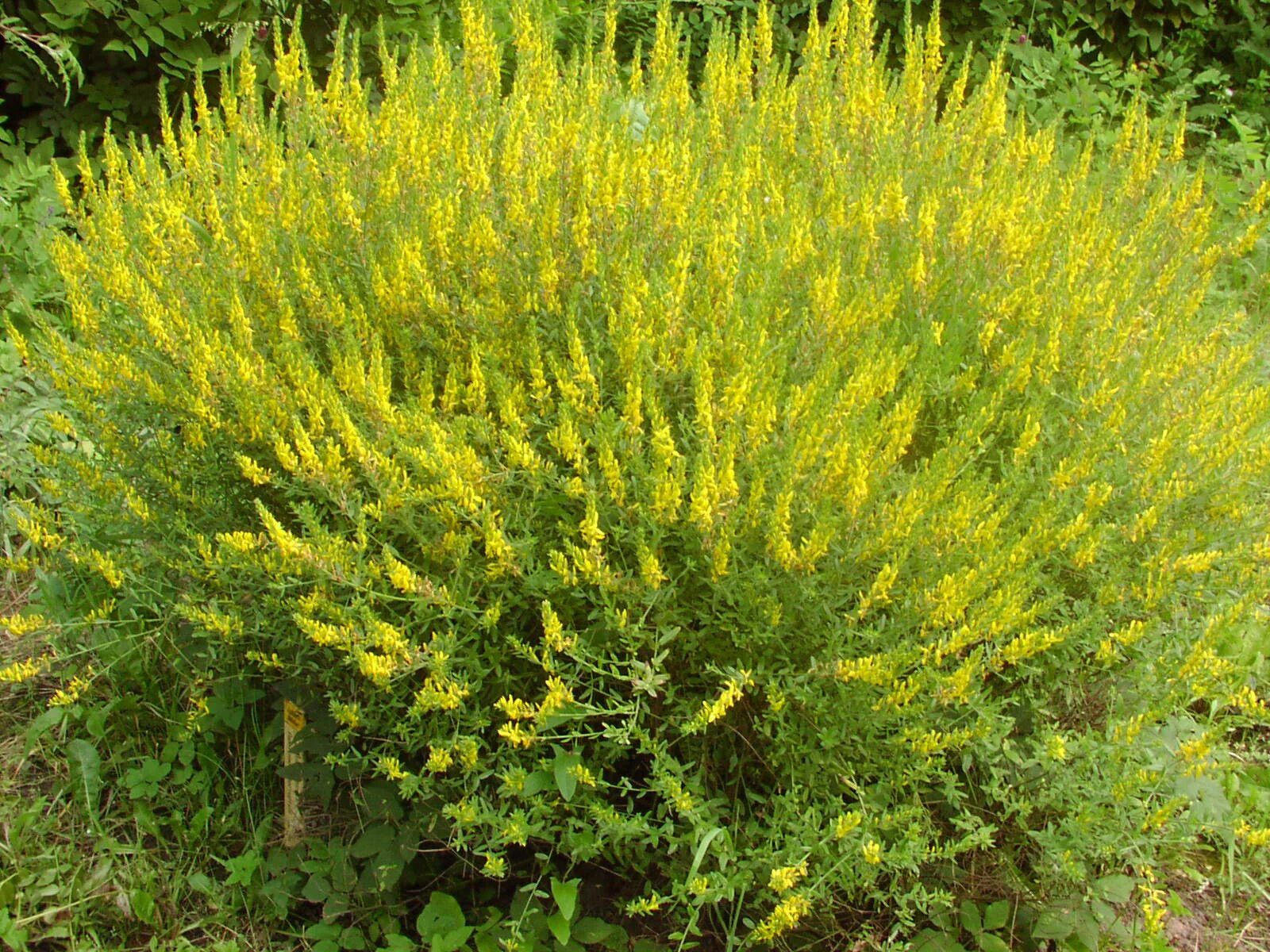 Дрок красильный (genista tinctoria l. Дрок красильный (genista tinctoria l. Метельник дрок испанский. Дрок красильный (genista tinctoria l. Дрок красильный (genista tinctoria).