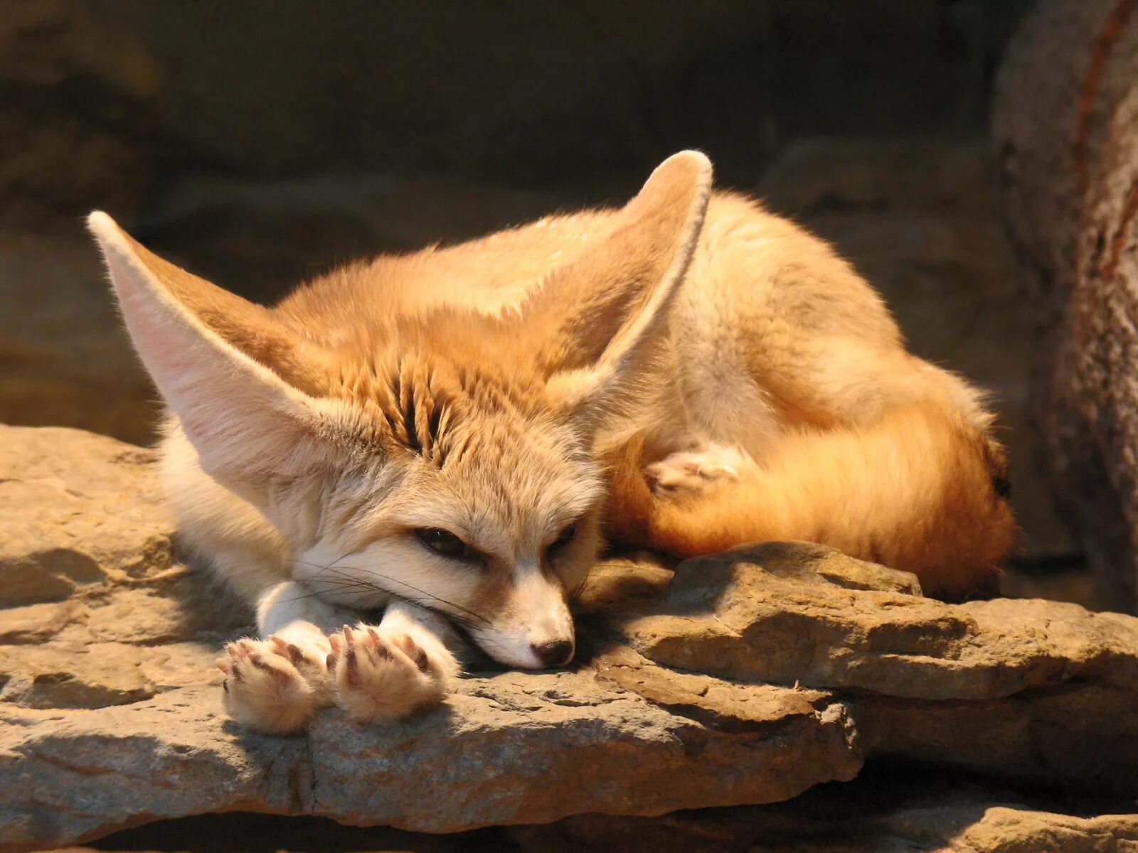 Fennec fox