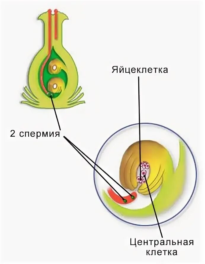 Спермия цветка. Центральная клетка зародышевого мешка. Полиспермия. Полиспермия оплодотворение.