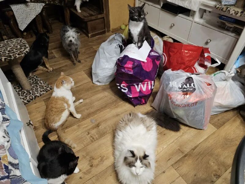 спасение бездомных животных приют дари добро нск. купить животных в донецке. дари добро приют новосибирск. дари добро приют новосибирск. дари добро приют новосибирск.