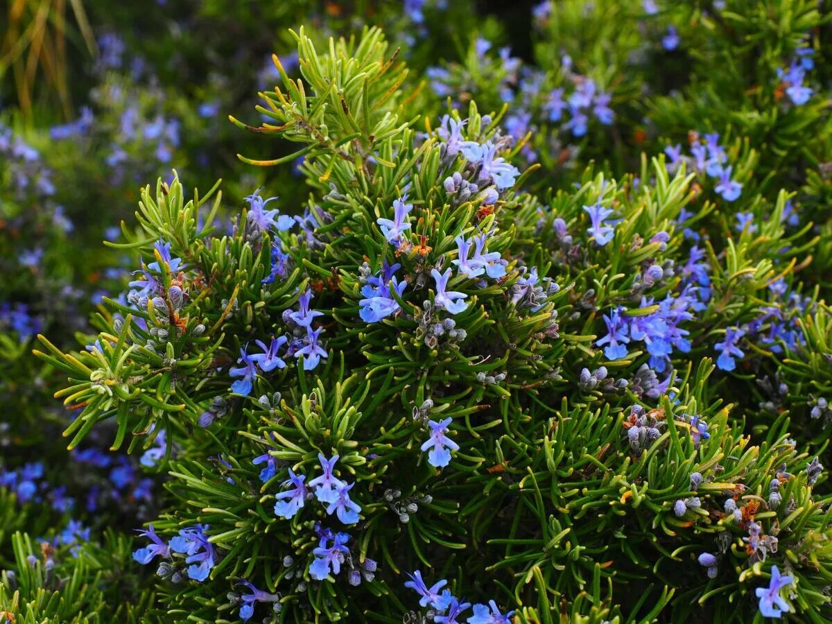 Розмарин officinalis. Rosmarinus officinalis. Розмарин цветы. Розмарин лекарственный Корсикан Блю.