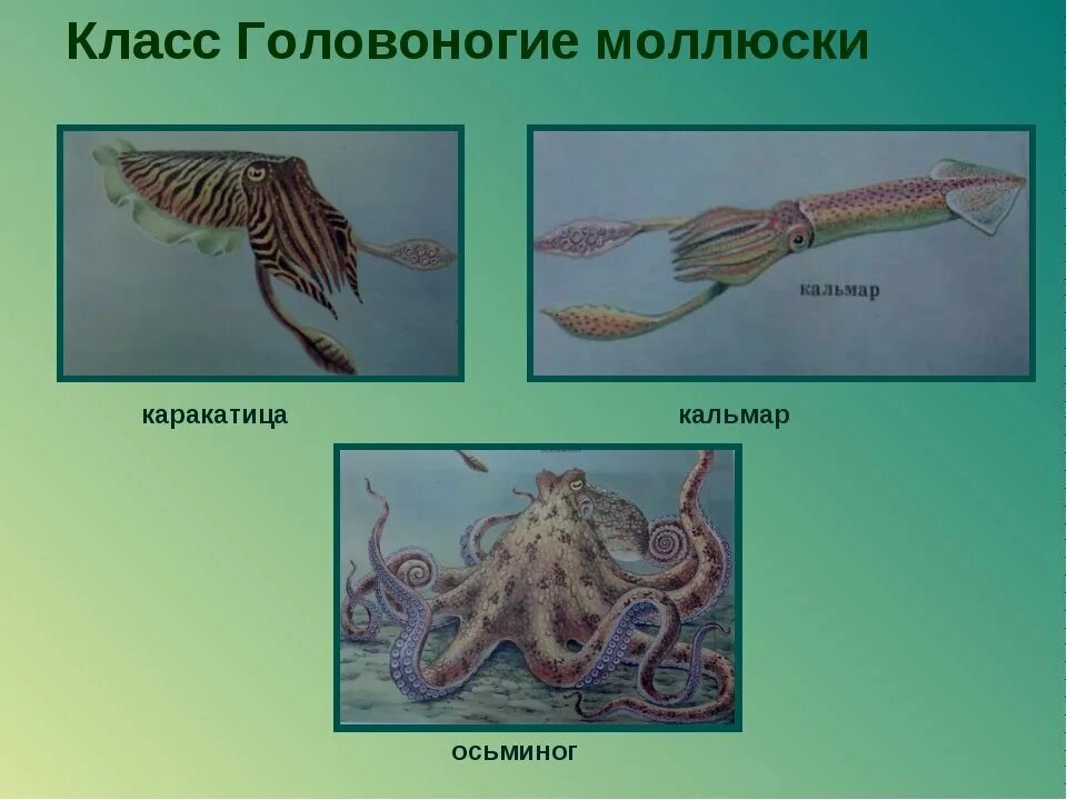 Головоногие моллюски. Класс головоногие моллюски 7 класс. Головоногие моллюски таксоны. Представители класса головоногие. Роль головоногих