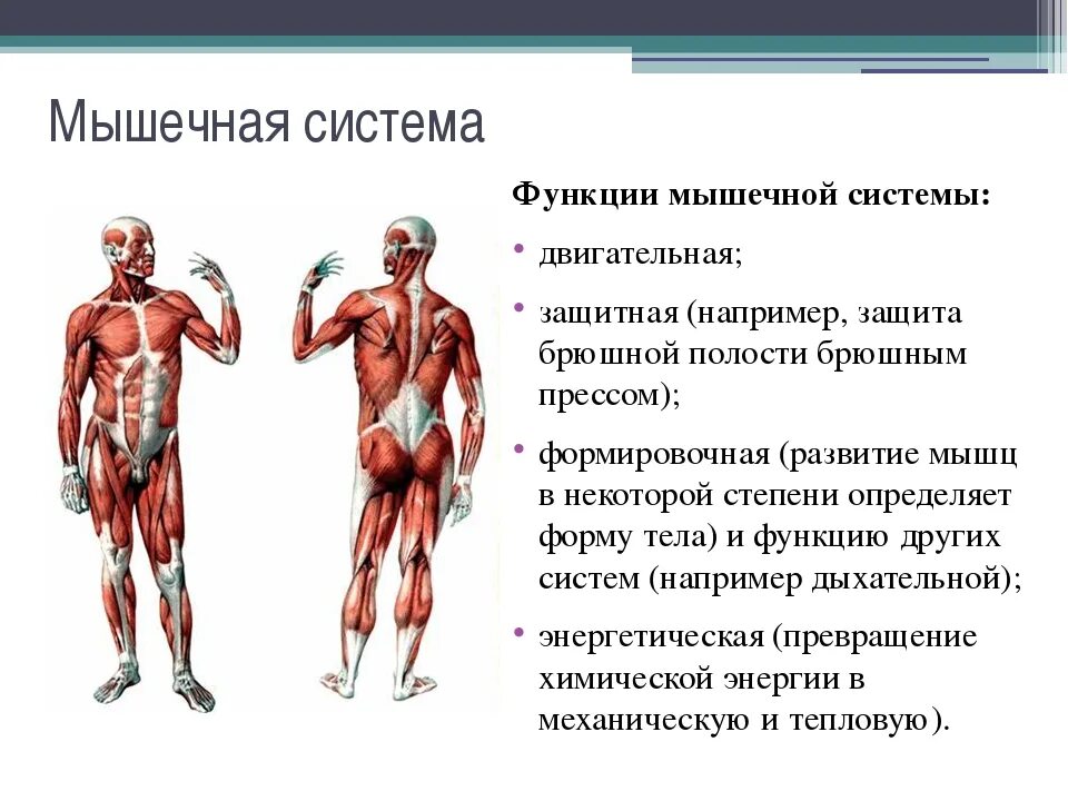 Назовите функции мышц