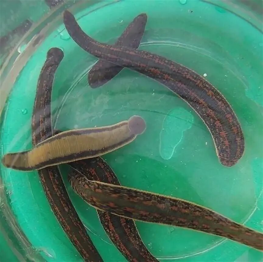 Пиявки медицинские одноразовые. Гирудотерапия в петербурге. Гирудотерапия в петербурге. Гирудотерапия в петербурге. Профессор альберт иванович пиявки.