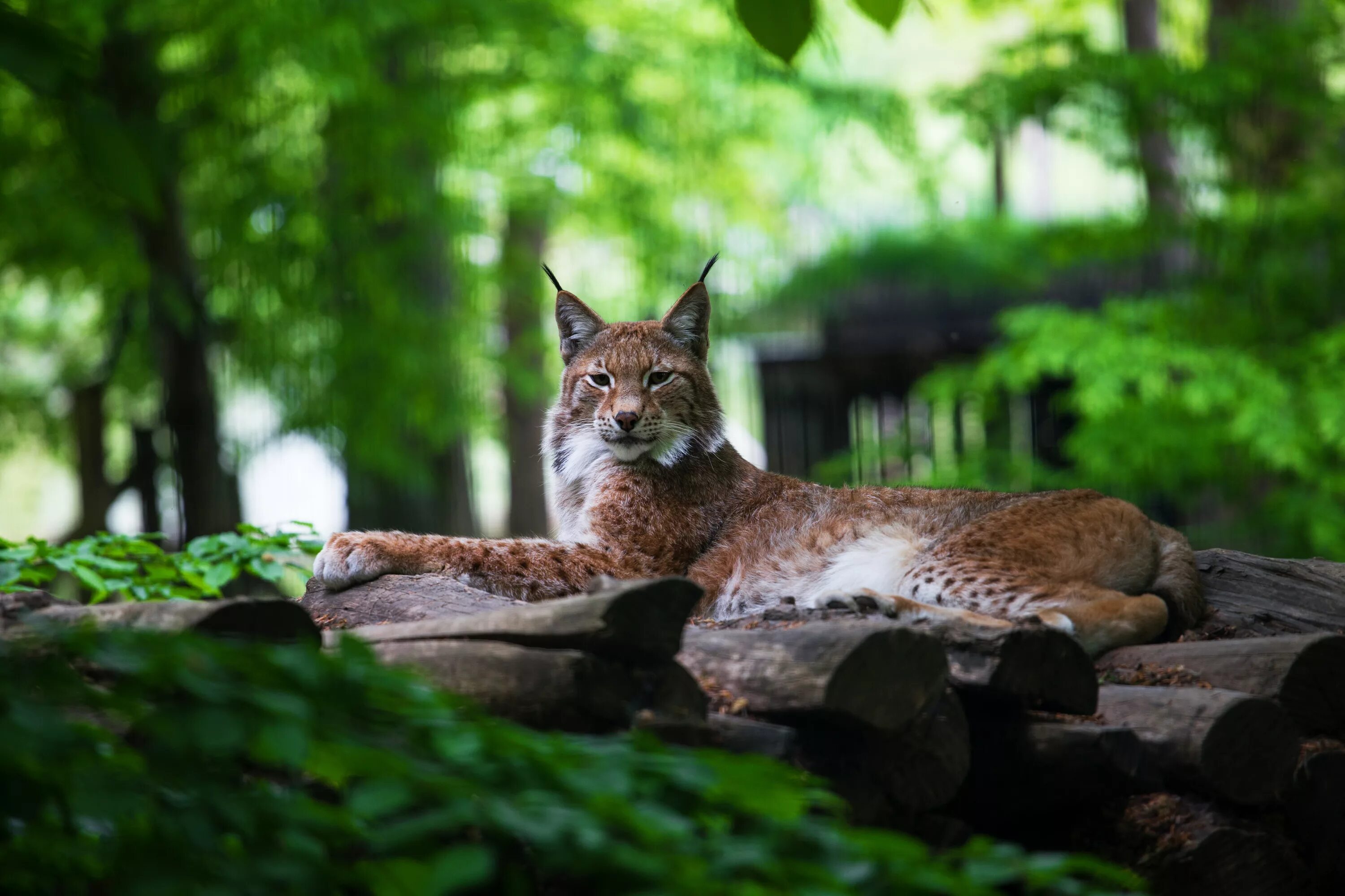 Беловежская пуща Рысь. Обыкновенная Рысь. Lynx Lynx Linnaeus, 1758. Рысь Лесная кошка.