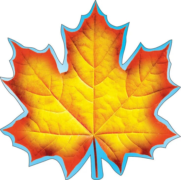 Листья для оформления класса. Кленовый лист. Кленовый лист оранжевый. Кленовый лист 1 сентября. Украшения на 1 сентября кленовые листья.