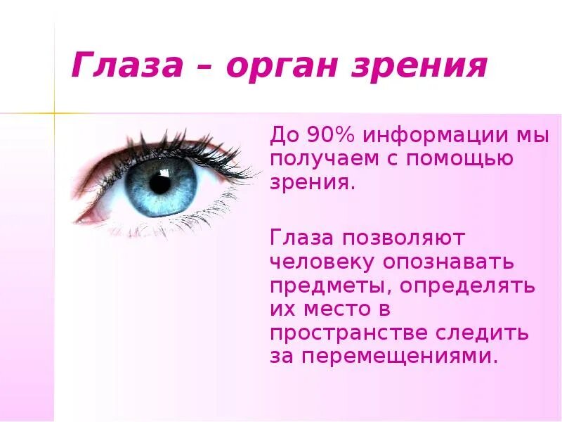 Зрительные органы чувств. Глаза орган зрения. Сообщение о органе зрения. Органы чувств орган зрения. Орган глаза орган зрения.