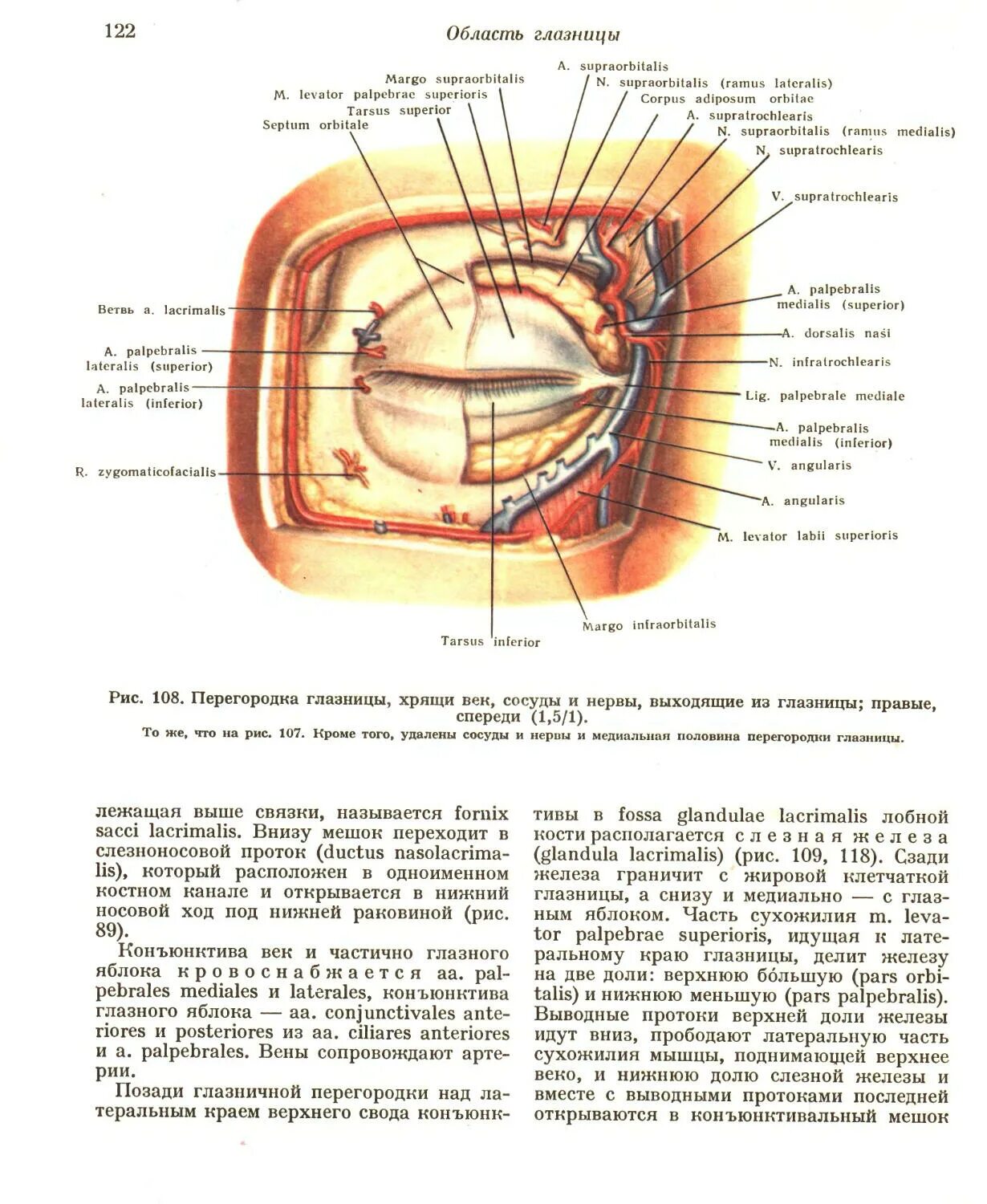 Края глазницы. Полость глазницы анатомия. Послойное строение глазницы. Глазничная перегородка анатомия. Область глазницы топографическая анатомия.