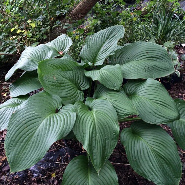 Рекс хост. Рекс хост. Хоста юрасик парк. Рекс хост. Хоста токудама флавоцирциналис.