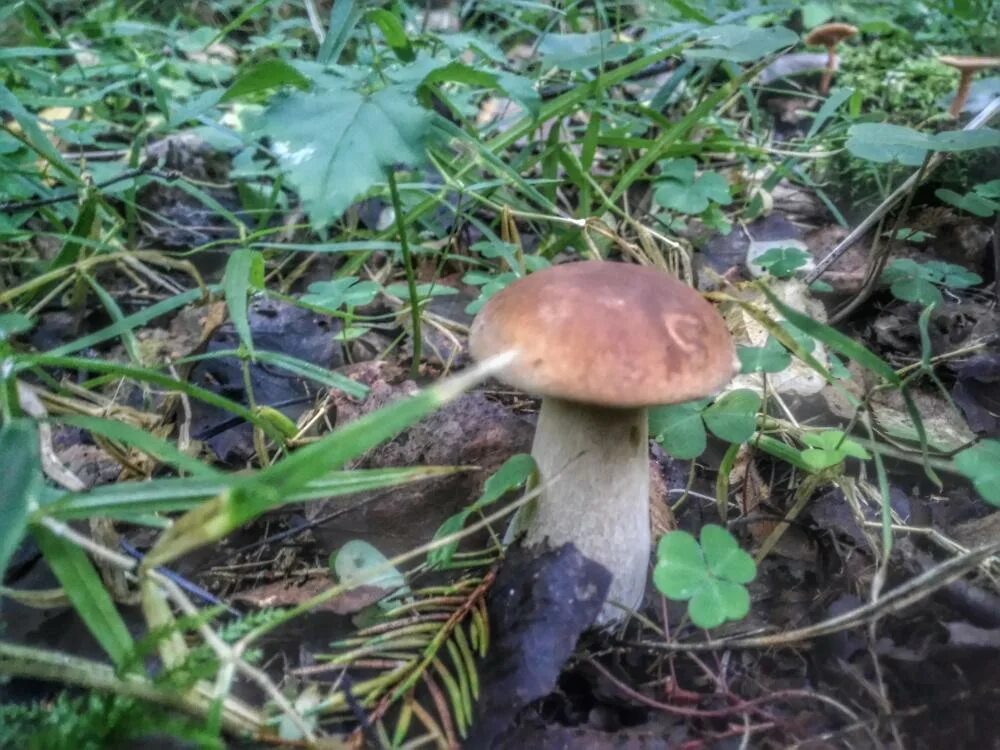 тихая охота год