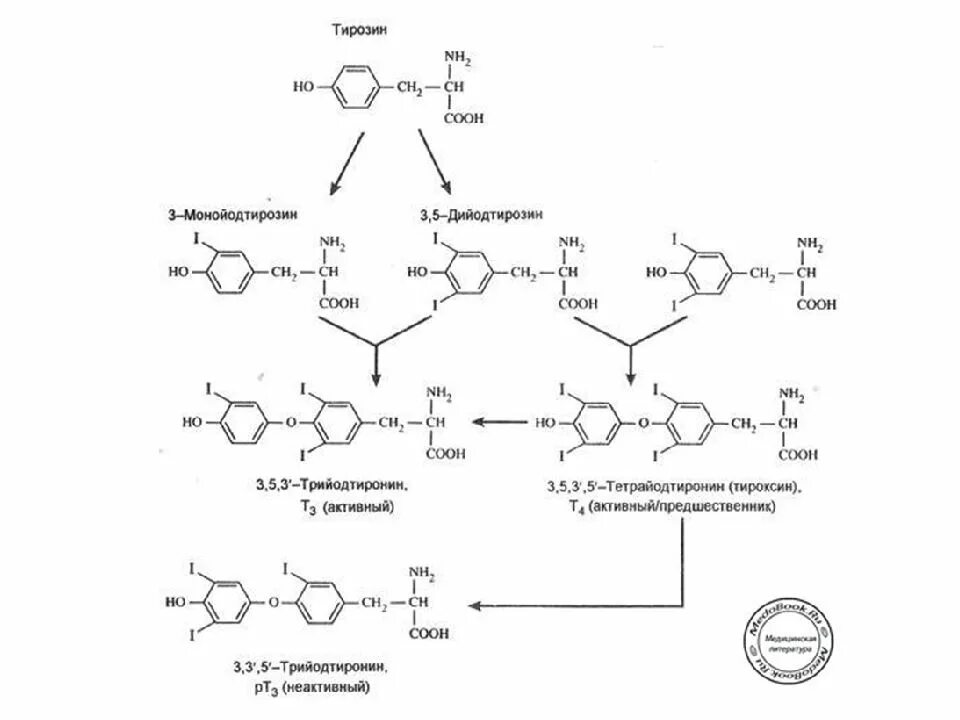 Схема синтеза тиреоидных гормонов. Схема синтеза тироксина биохимия. Схема синтеза трийодтиронинов. Синтез т3 т4 схема.
