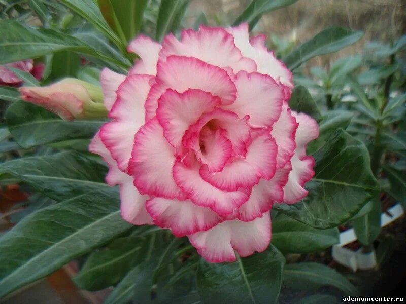 адениум ленд интернет. адениум ленд интернет. адениум chameleon. адениум сорта жанна дарк. адениум сангрия.