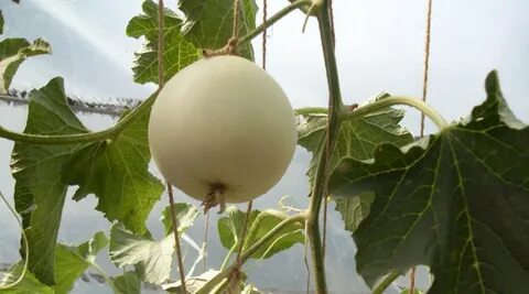 Калинов дыня