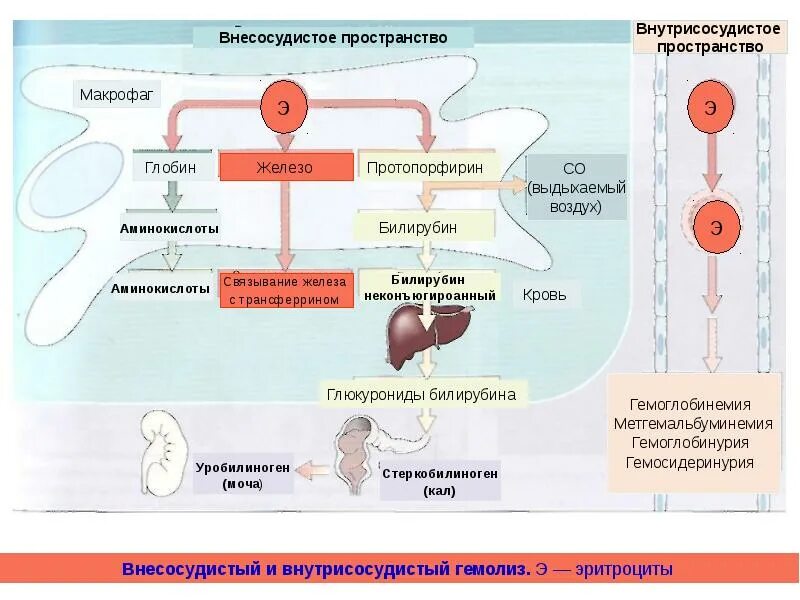 Где происходит разрушение эритроцитов. Механизм гемолиза эритроцитов схема. гемолиз эритроцитов схема. механизмы внутрисосудистого гемолиза эритроцитов. распад эритроцитов схема.