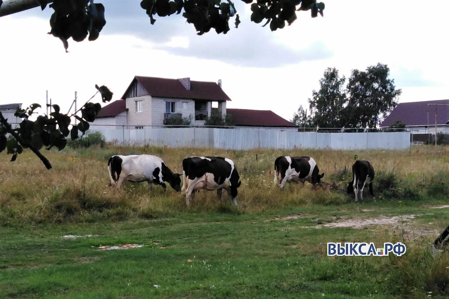 Выгул крс. Коровы на выгуле. выгул крупного рогатого скота. корова ночка. выгул коров в 90-х в деревне.