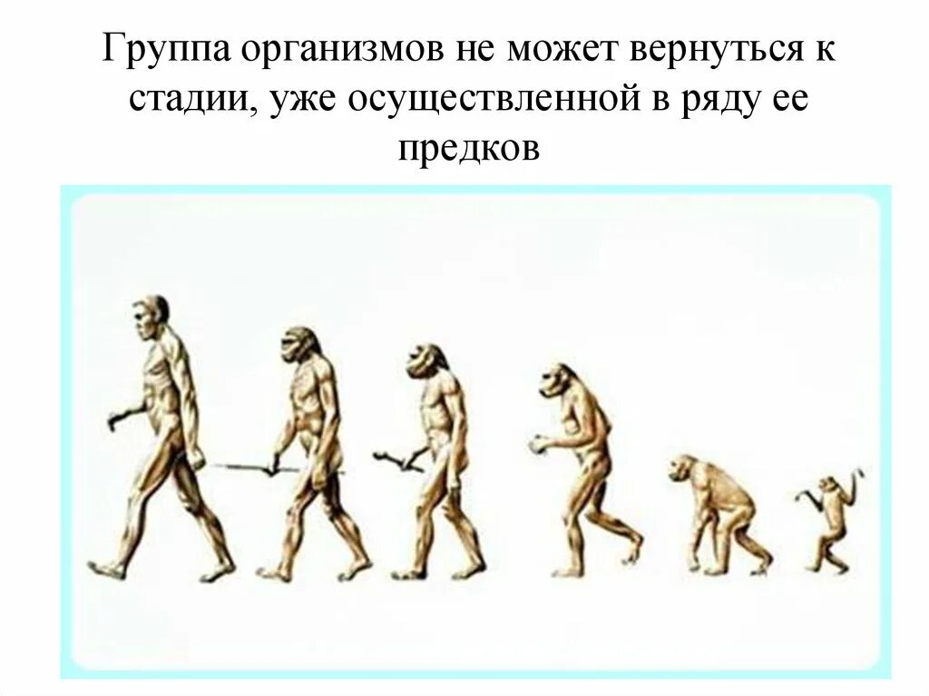 Работа по теме эволюция 9 класс. Эволюция это в истории. Эволюция презентация. Учение об эволюции в Египте.