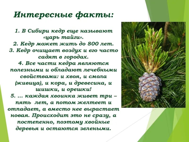 Значение слова кедр. Сибирский кедр дерево сообщение. Сосна Кедровая хвоинки 4 класс. Интересные факты о кедре. Кедровая сосна интересные факты.