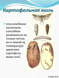 Как бороться с картофельной молью