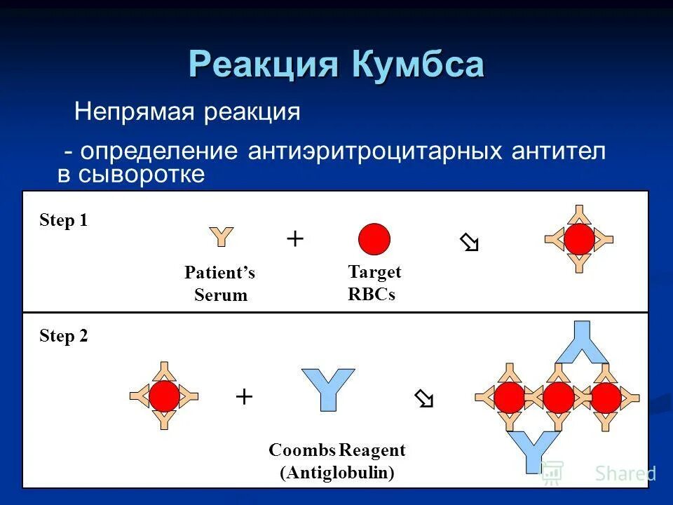 определение антиэритроцитарных антител. положительная реакция кумбса при анемии. определение антиэритроцитарных антител. определение антиэритроцитарных антител. антиэритроцитарные антиэритроцитарные антитела.
