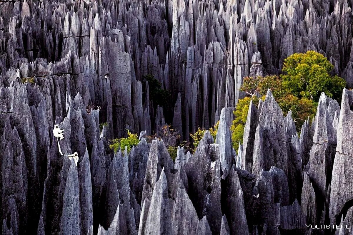 Миру удивительный и загадочный. Цинги де Бемараха Мадагаскар. Заповедник Цинжи-дю-Бемараха Мадагаскар. Цинги-де-Бемараха каменный лес на Мадагаскаре. Каменный лес Цинжи-дю-Бемараха.