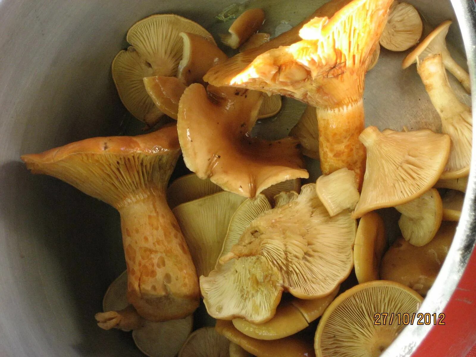 гриб рыжик поганка. грибы рыжики и лисички. королевский рыжик. рыжик сосновый/боровой (lactarius deliciosus);. грибы рыжики и лисички.