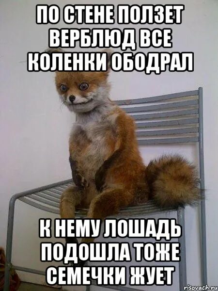 Песня по стене ползет. Надоело прощать. а по стене ползет пельмень. упоротый стих. надоело картинки.