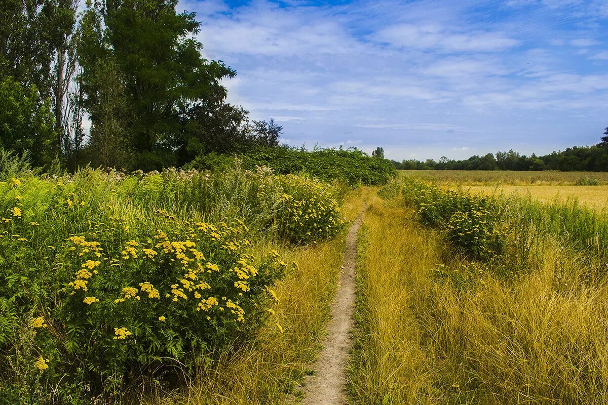 Лето. Луга кировской области. Растения луга разнотравье. Лето в россии. Летний пейзаж.
