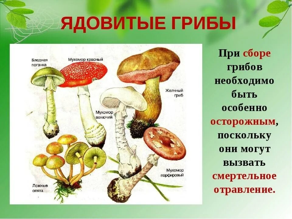 Памятка по биологии осторожно ядовитые грибы. Несъедобные грибы для дошкольников. Памяткака ядовитые грибы. Памятка ядовитых грибов.