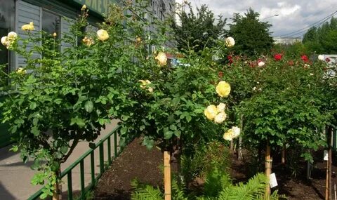 Мир увлечений отрадное