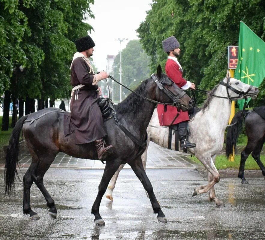 Стандарт породы кабардинская фрагмент