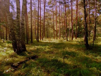 Новосибирский лес