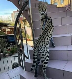 Порода самой большой кошки