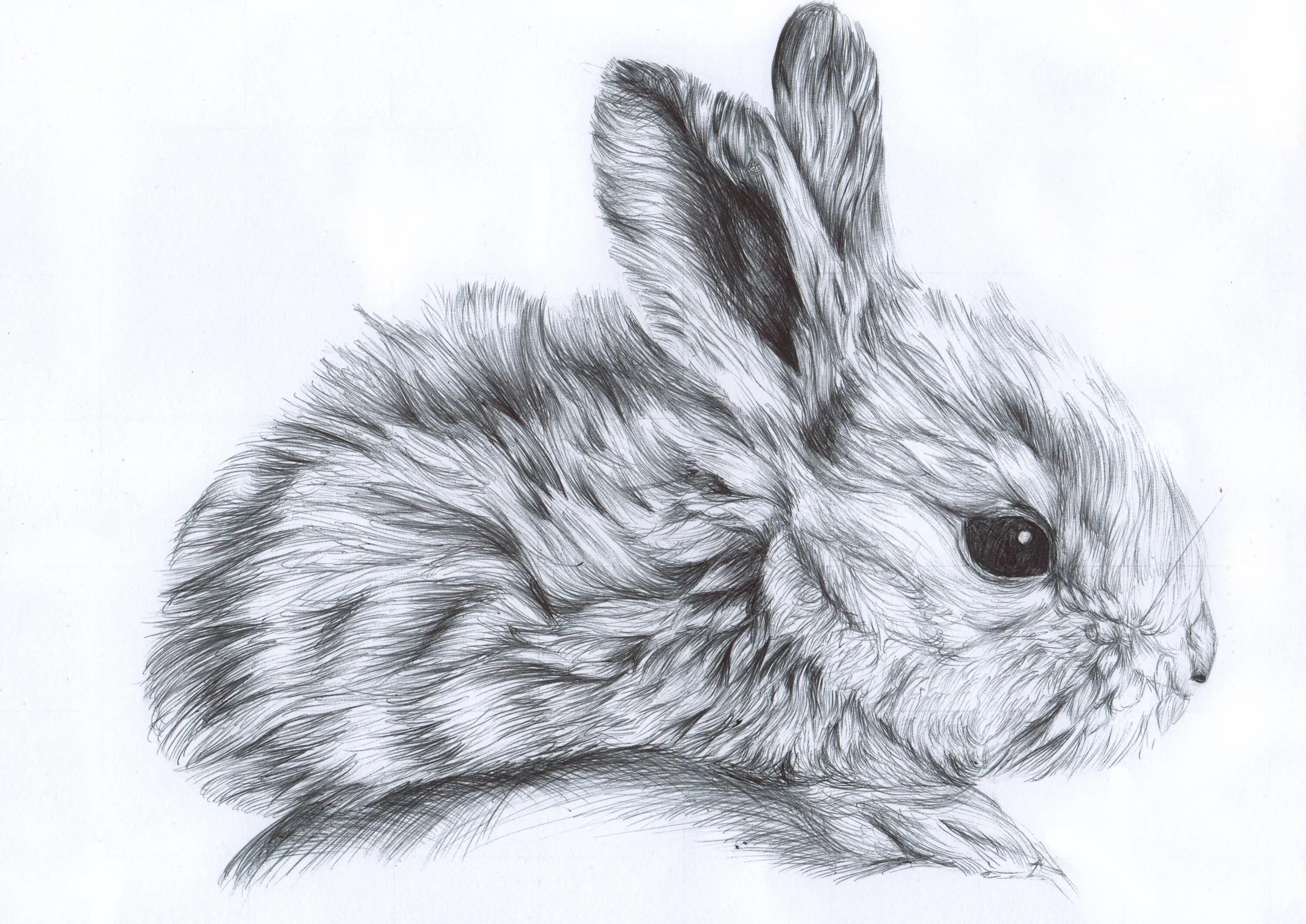 Нарисовать кролика карандашом. Кролик рисунок. Заяц рисунок. Рисунок кролика карандашом для срисовки. Рисунок кролика для срисовки.