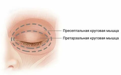 Круговая мышца глаза функции