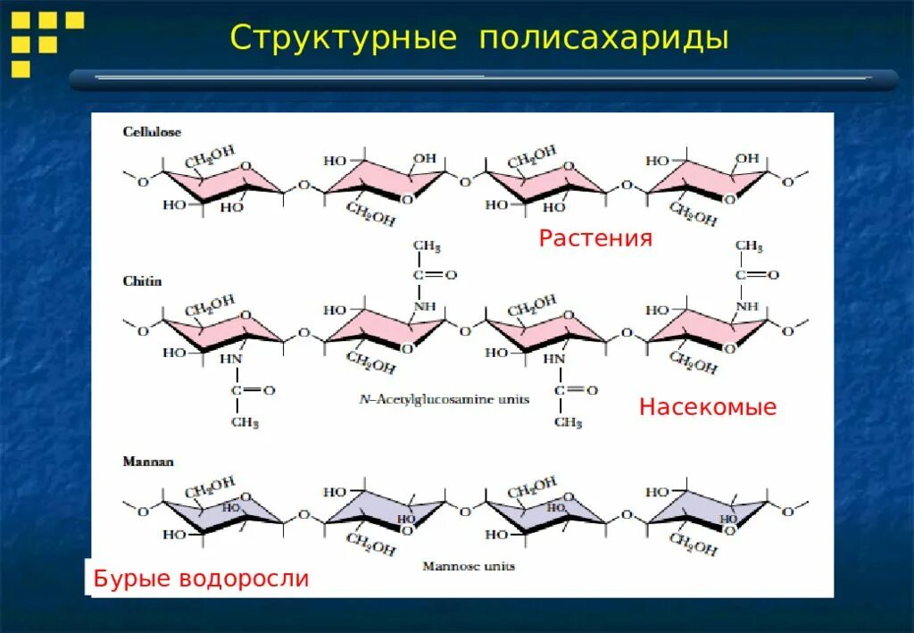 Функции полисахаридов в растении. Полисахариды формула структурного звена. структурный полисахарид растений это. классификация полисахаридов. запасные и структурные полисахариды.